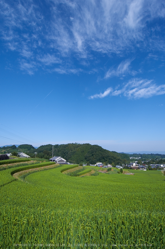 明日香,棚田(K32_1014,12 mm,F9,iso100)2015yaotomi_.jpg