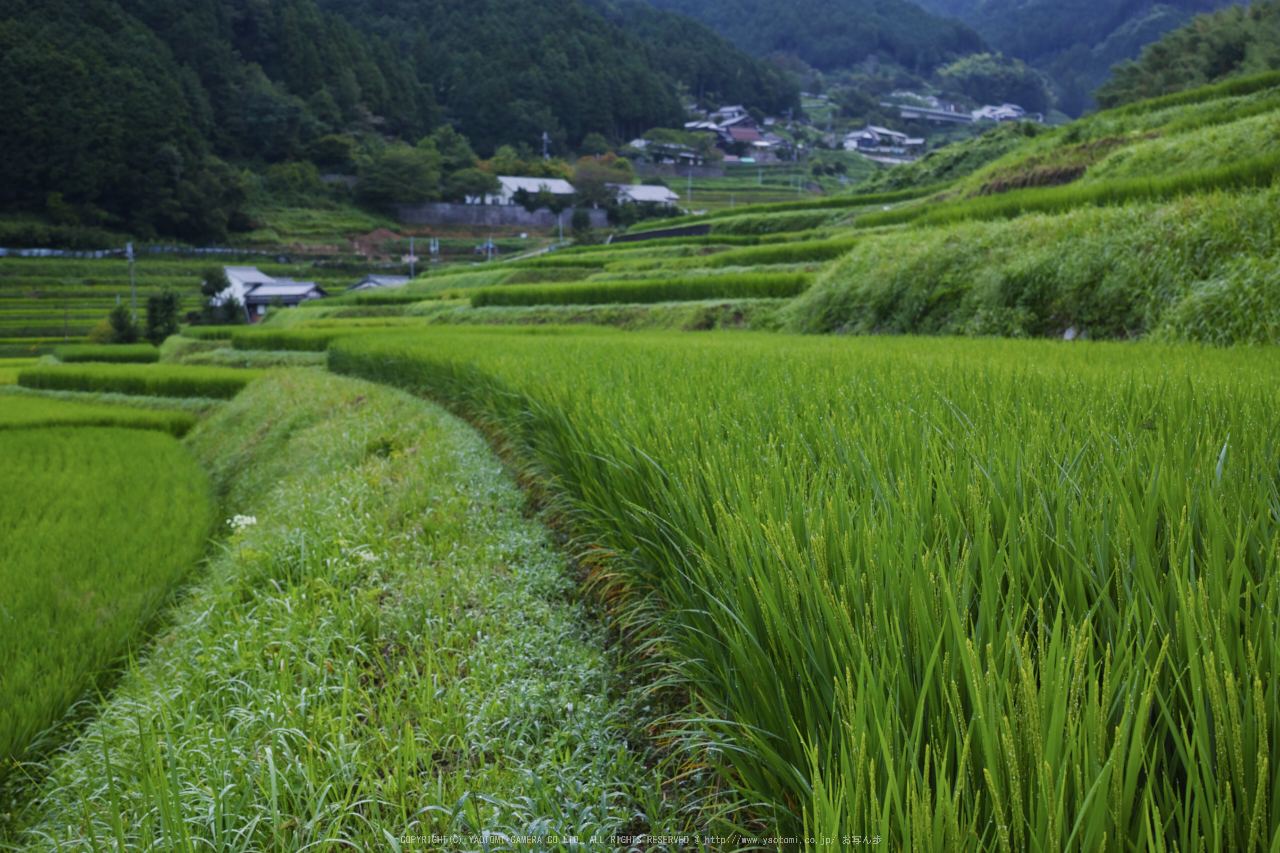 http://www.yaotomi.co.jp/blog/walk/%E6%98%8E%E6%97%A5%E9%A6%99%2C%E7%B4%B0%E5%B7%9D%28SDIM0030%2CF4.5%2Cdp2q%292014yaotomi_.jpg