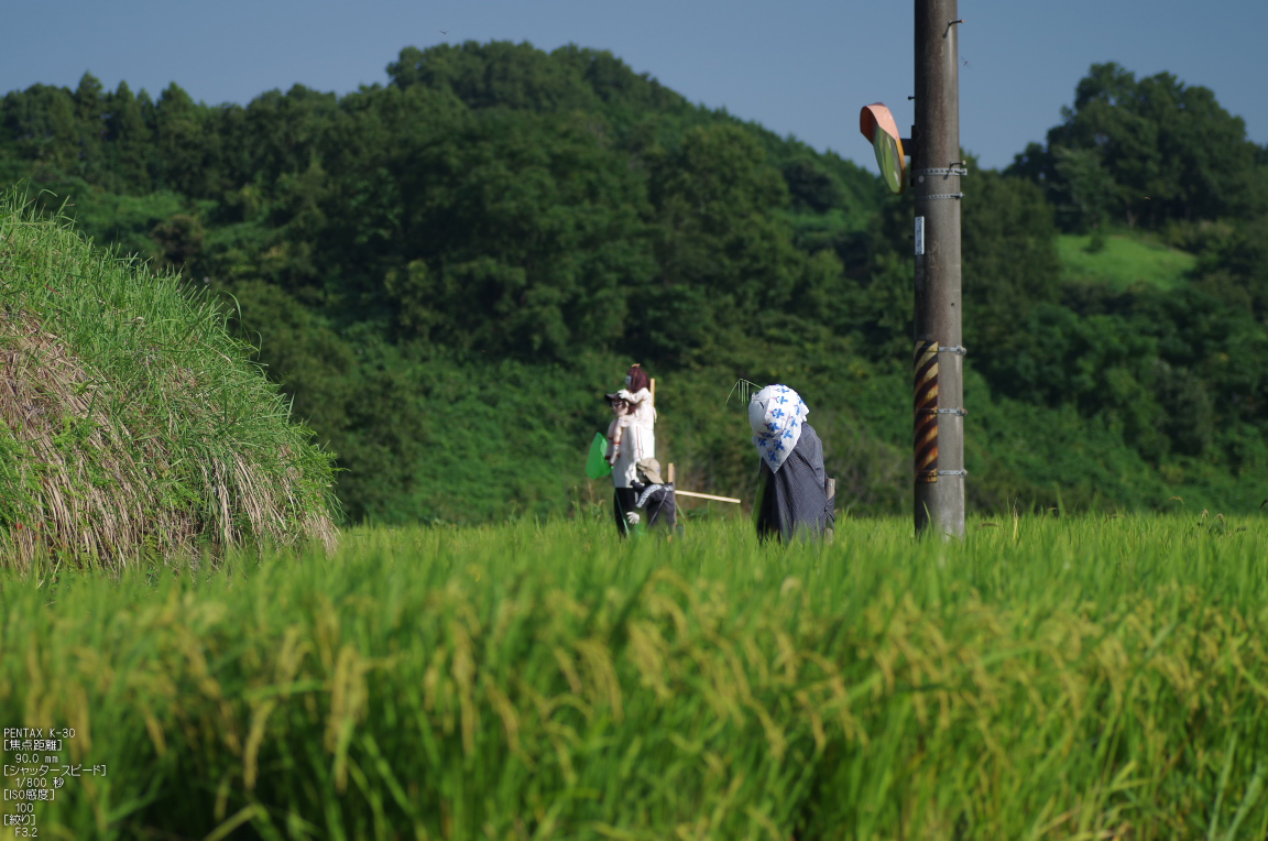 http://www.yaotomi.co.jp/blog/walk/%E6%98%8E%E6%97%A5%E9%A6%99_%E5%BD%BC%E5%B2%B8%E8%8A%B1_2012_yaotomi_%E3%81%8A%E5%86%99%E3%82%93%E6%AD%A9_2.jpg