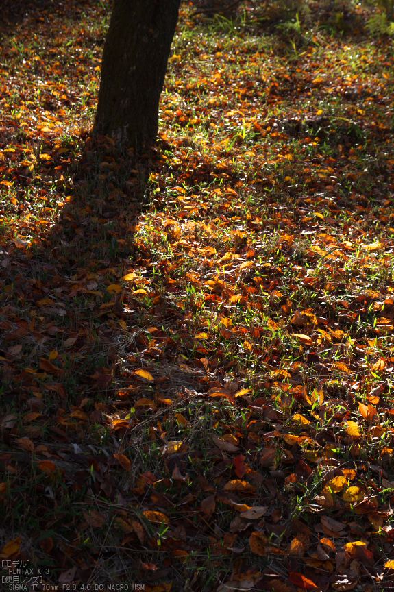 曽爾,屏風岩公苑,紅葉（PENTAX-K3）_2013yaotomi_33s.jpg