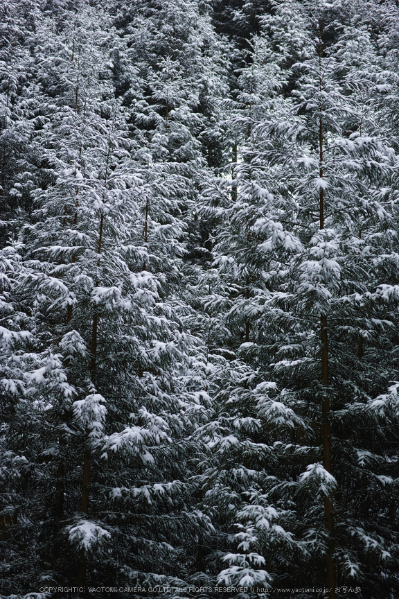 曽爾,屏風岩公苑,雪景(DP3Q0160,f-3.5,dp3Q)2015yaotomi_.jpg