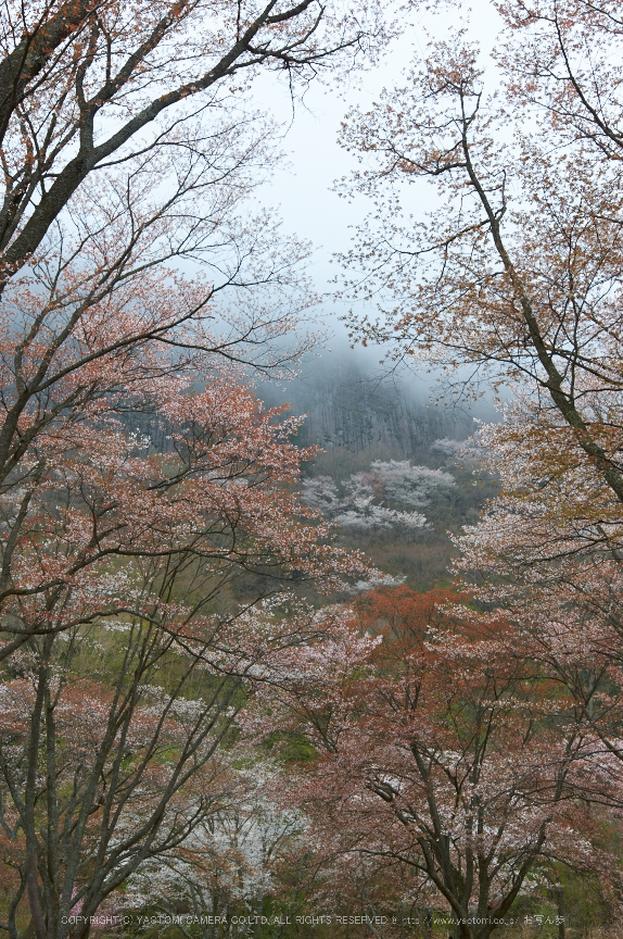 曽爾屏風岩公苑,桜(PK3_3233,29 mm,F7.1,K3)2015yaotomi.jpg