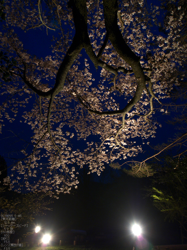 月桜_2012_OLYMPUS_E-M5_10.jpg