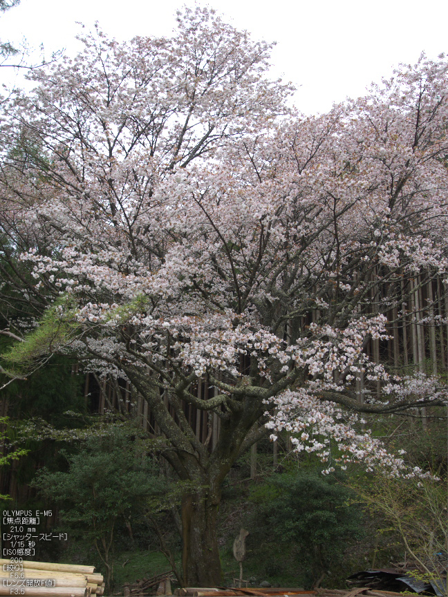 月桜_2012_OLYMPUS_E-M5_22.jpg