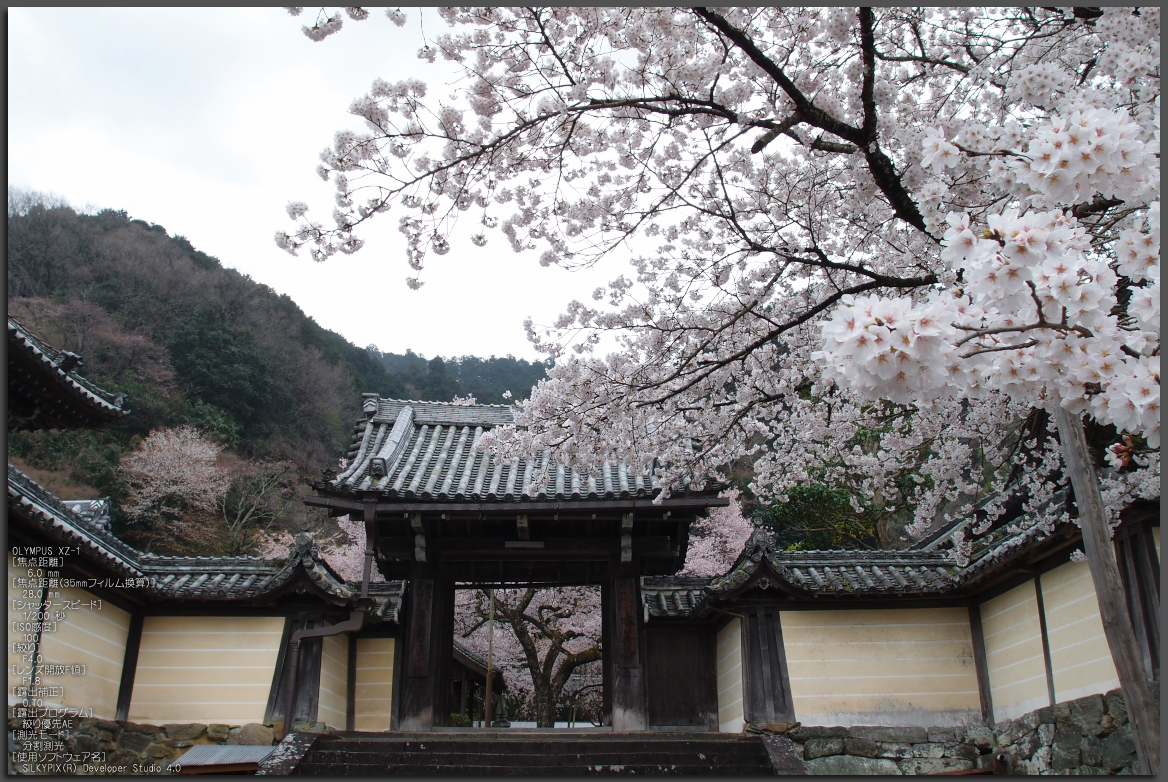 http://www.yaotomi.co.jp/blog/walk/%E6%9C%AC%E5%96%84%E5%AF%BA_%E6%A1%9C_2012_yaotomi_1.jpg