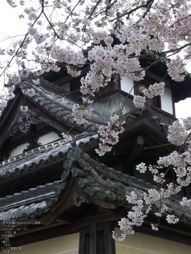 http://www.yaotomi.co.jp/blog/walk/%E6%9C%AC%E5%96%84%E5%AF%BA_%E6%A1%9C_2012_yaotomi_12.jpg
