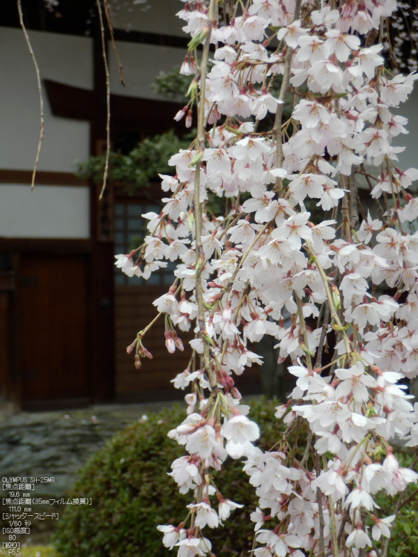 本満寺_しだれ桜_2012_yaotomi_3.jpg