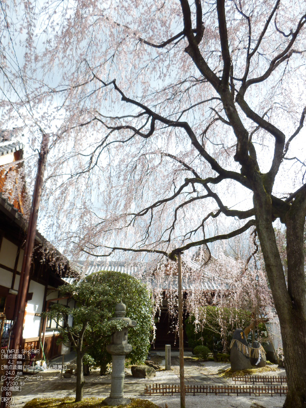 本満寺_しだれ桜_2012_yaotomi_5.jpg