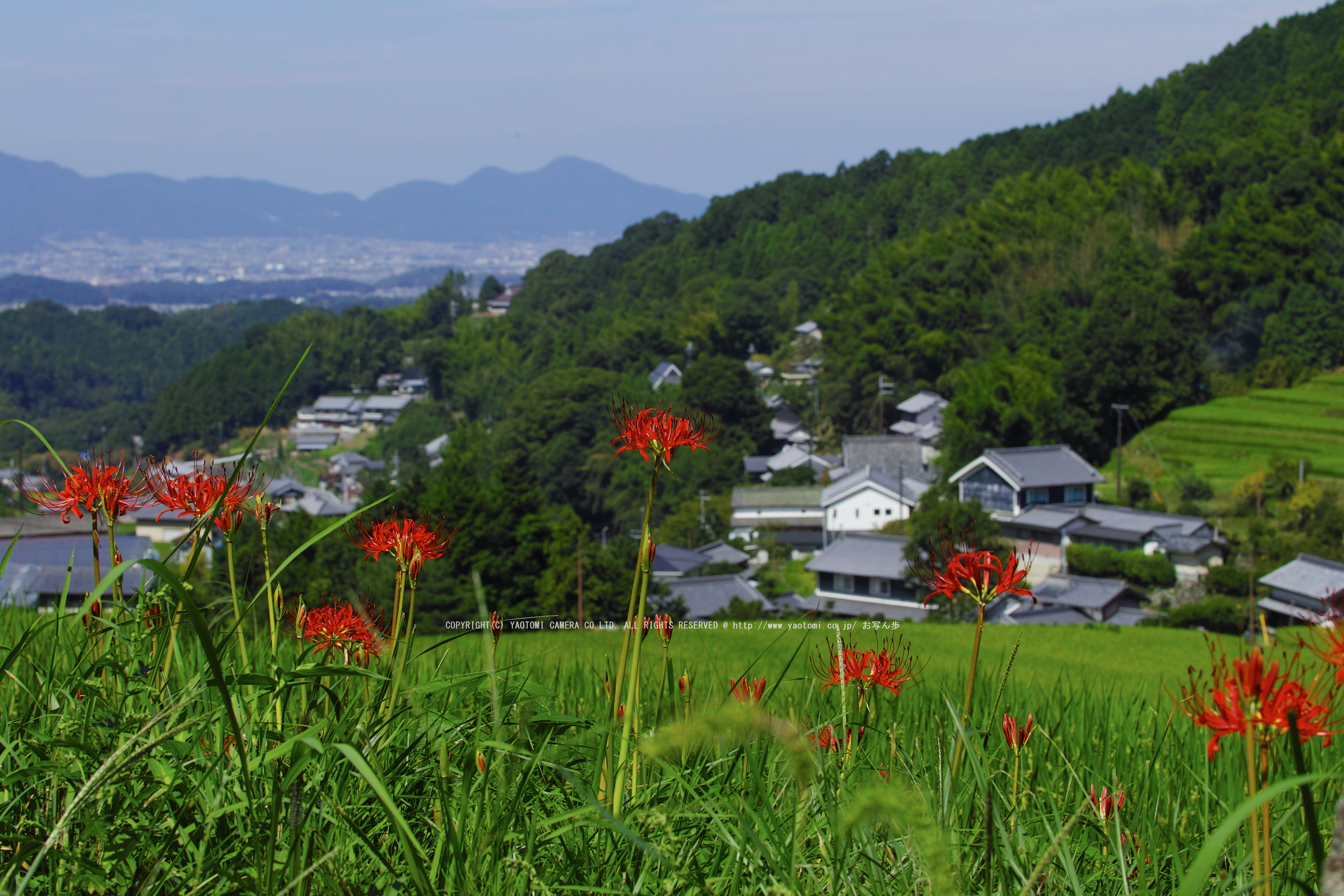 http://www.yaotomi.co.jp/blog/walk/%E6%9C%AC%E8%96%AC%E5%B8%AB%E5%AF%BA%2C%E3%81%BB%E3%81%A6%E3%81%84%E3%81%82%E3%81%8A%E3%81%84%28SDQ_3105FL%2C50%20mm%2CF9%292016yaotomi.jpg