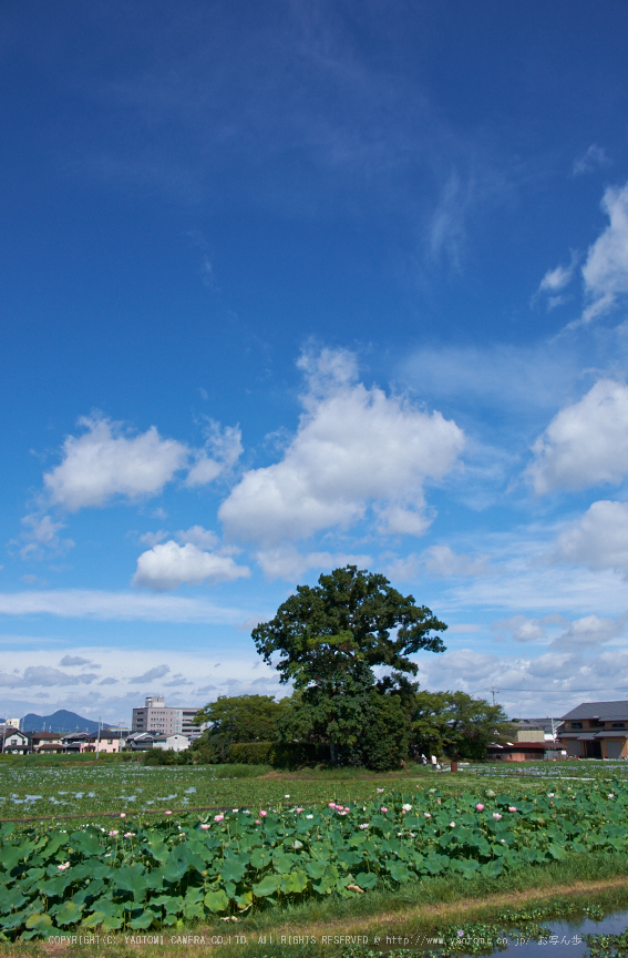 本薬師寺跡,ホテイアオイ(DSCF7088,20.1mm,f8,XT1)2014yaotomi_.jpg