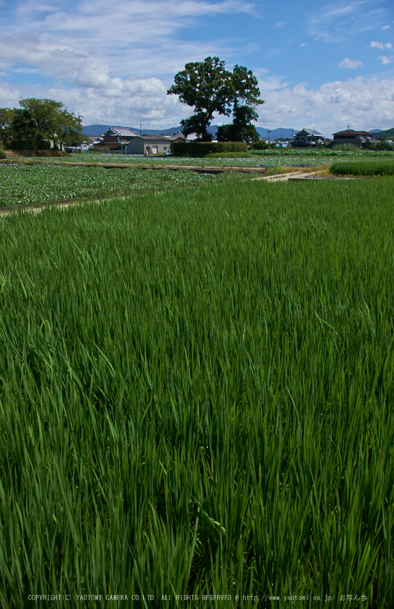 本薬師寺跡,ホテイアオイ(DSCF7172,18mm,f8,XT1)2014yaotomi_.jpg