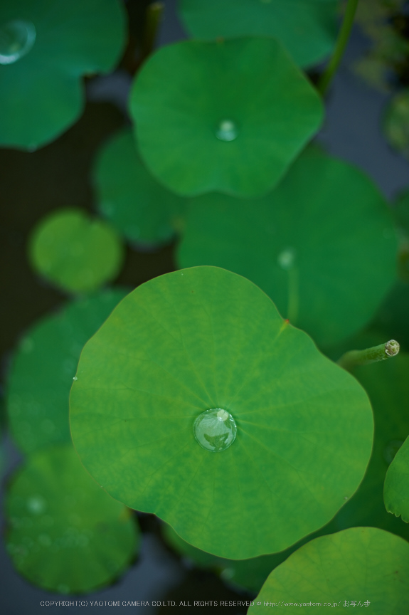 本薬師寺跡,ホテイアオイ(DSC_8078,58,2,Df)2014yaotomi_.jpg