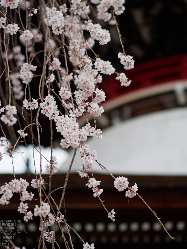 東南院（吉野山）_桜_2013yaotomi_11s.jpg