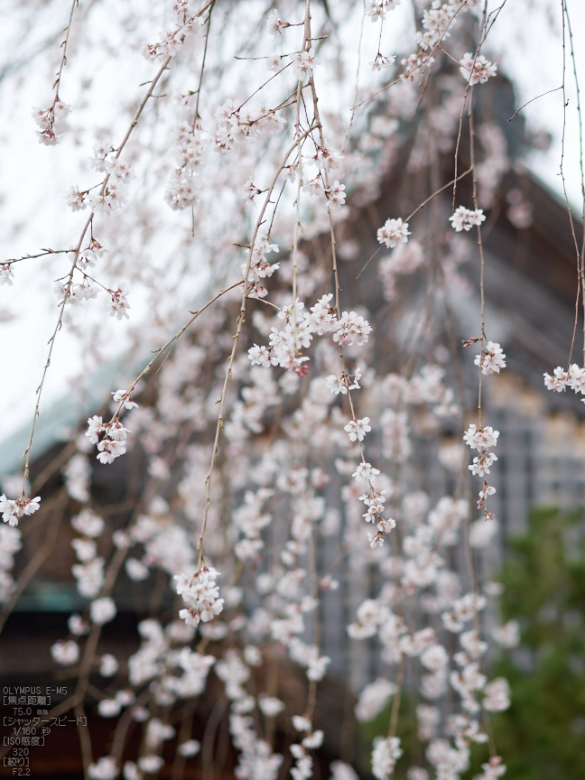 東南院（吉野山）_桜_2013yaotomi_12s.jpg