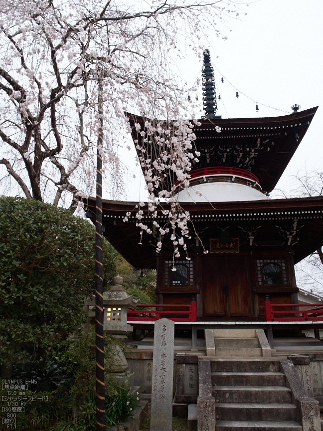 東南院（吉野山）_桜_2013yaotomi_3s.jpg