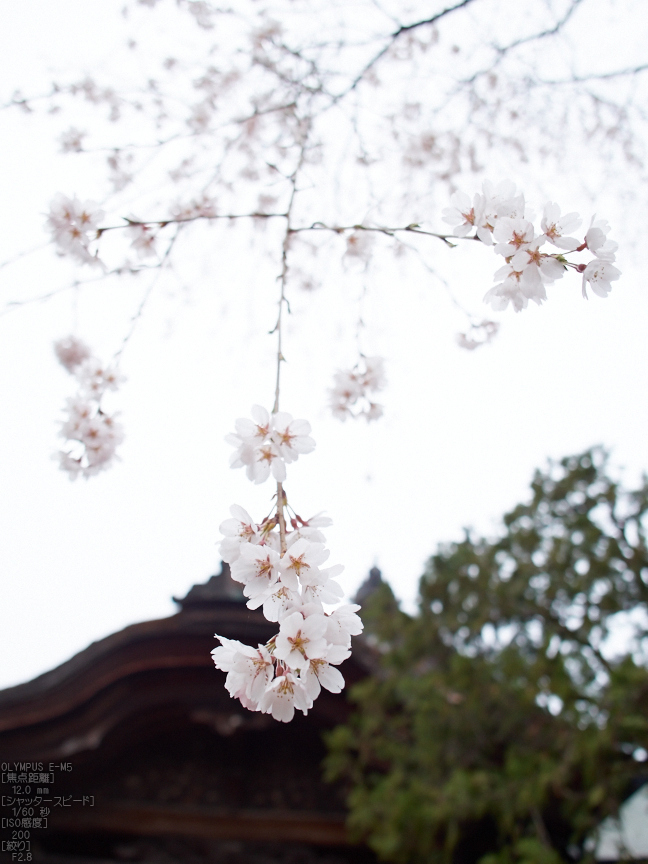 東南院（吉野山）_桜_2013yaotomi_6s.jpg