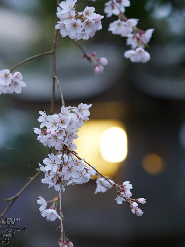 東南院（吉野山）_桜_2013yaotomi_8s.jpg