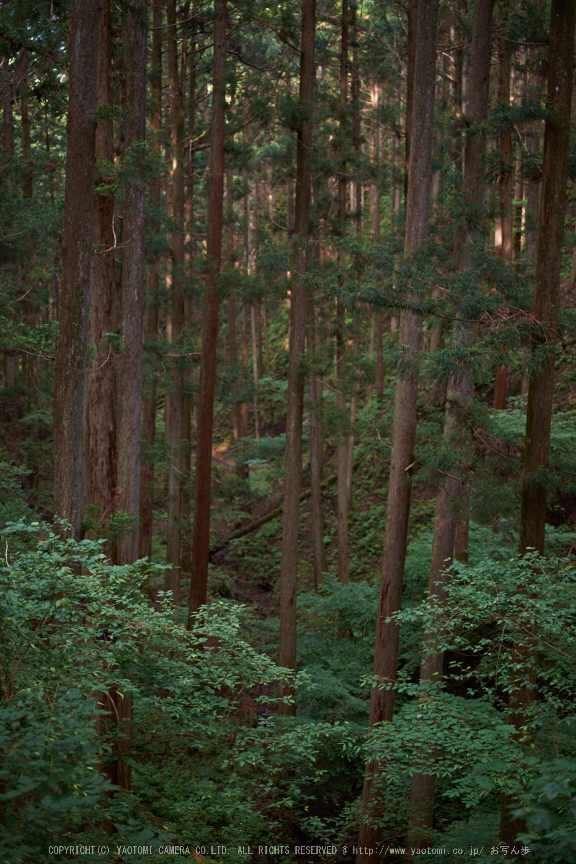 東吉野,６月(DSCF6233,35mm,F1.4)2014yaotomi_.jpg