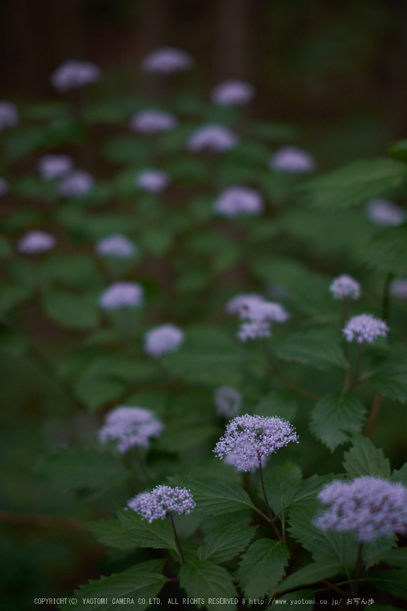 東吉野,６月(DSCF6251,35mm,F1.6)2014yaotomi_.jpg