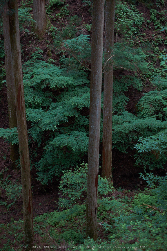 東吉野・６月(DSCF6258,35mm,F2)2014yaotomi_.jpg