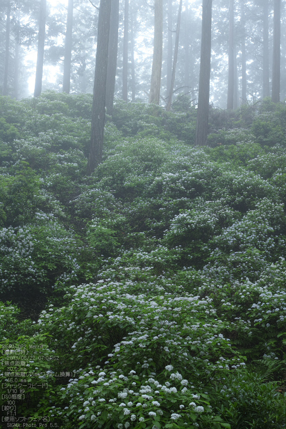 東吉野小紫陽花_2013yaotomi_13s.jpg