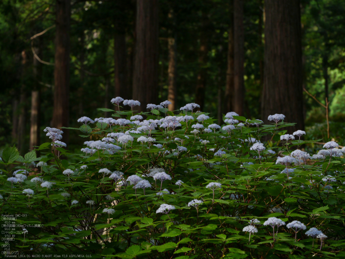 http://www.yaotomi.co.jp/blog/walk/%E6%9D%B1%E5%90%89%E9%87%8E_%E5%B0%8F%E7%B4%AB%E9%99%BD%E8%8A%B1_2012_yaotomi_3.jpg