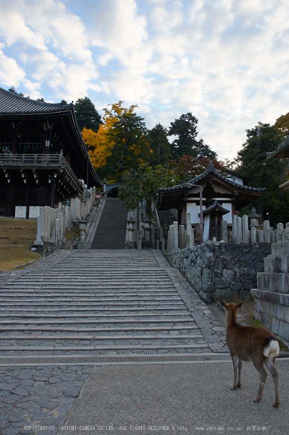 東大寺・紅葉(PK3_0275,21mm,F8,K3)2014yaotomi_.jpg