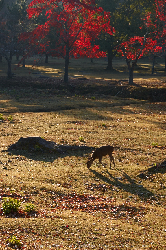 東大寺・紅葉(PK3_0365,53mm,F8,K3)2014yaotomi_.jpg