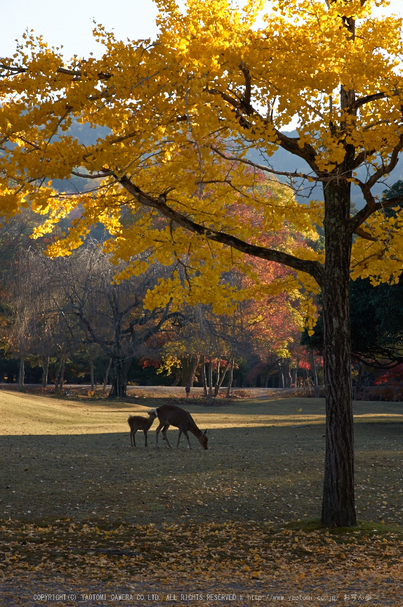 東大寺・紅葉(PK3_0385,60mm,F10,K3)2014yaotomi_.jpg