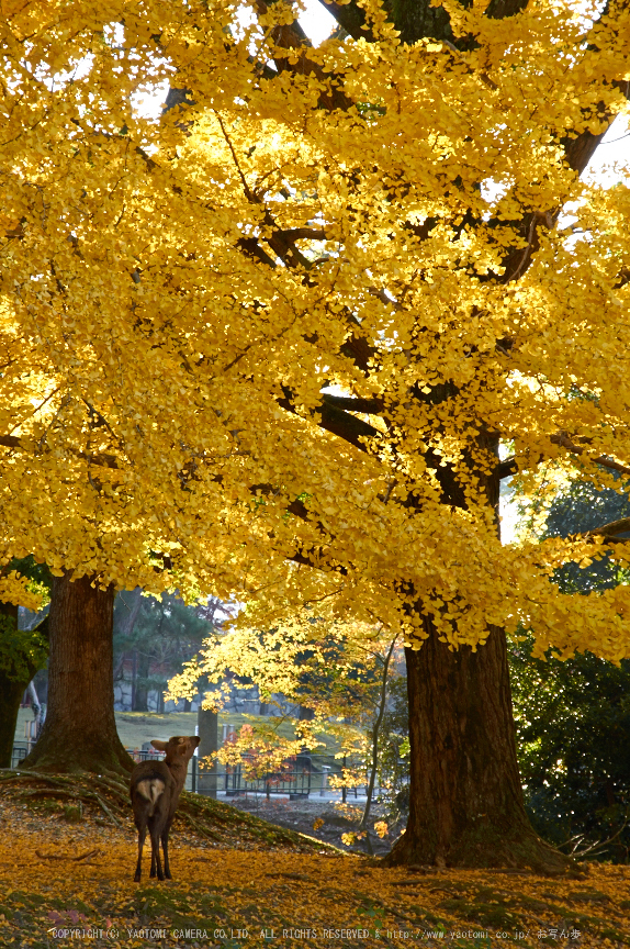 東大寺・紅葉(PK3_0423,85mm,F8,K3)2014yaotomi_.jpg