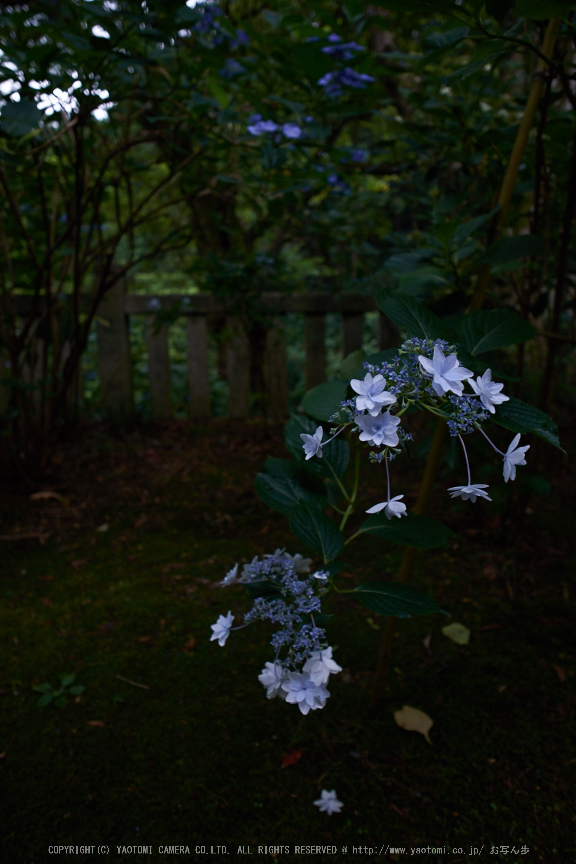 柳谷観音,あじさい(DSCF6613,F3.2,XT1)2014yaotomi_.jpg