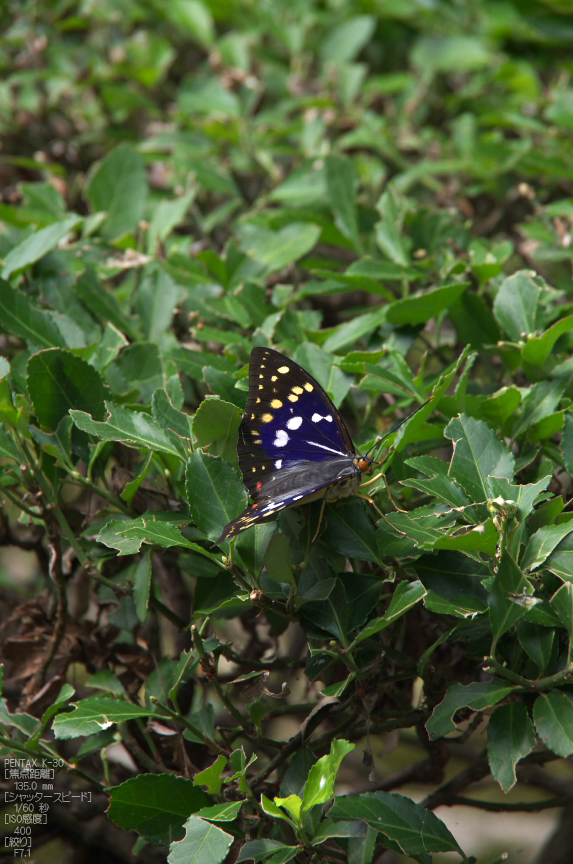 柳谷観音_紫陽花_PENTAX_K-30_八百富写真機店・お写ん歩_26.jpg