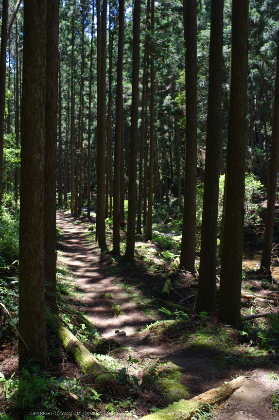 桑ノ木の滝,新緑(K32_0399,21 mm,F5)2015yaotomi.jpg