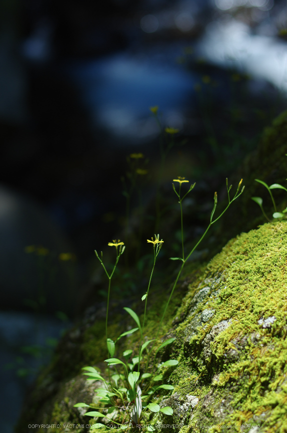 桑ノ木の滝,新緑(K32_0468,55 mm,F2.2)2015yaotomi.jpg