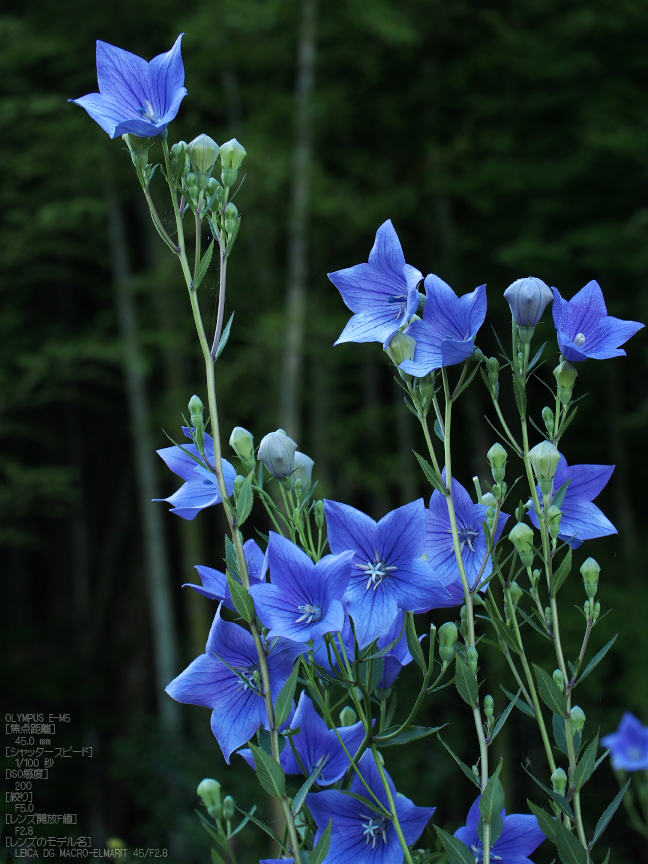 桔梗の里_2012_yaotomi_お写ん歩_6.jpg