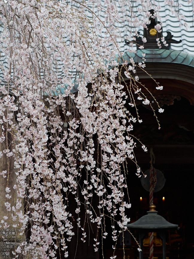 桜本坊（吉野山）_桜_2013yaotomi_5s.jpg