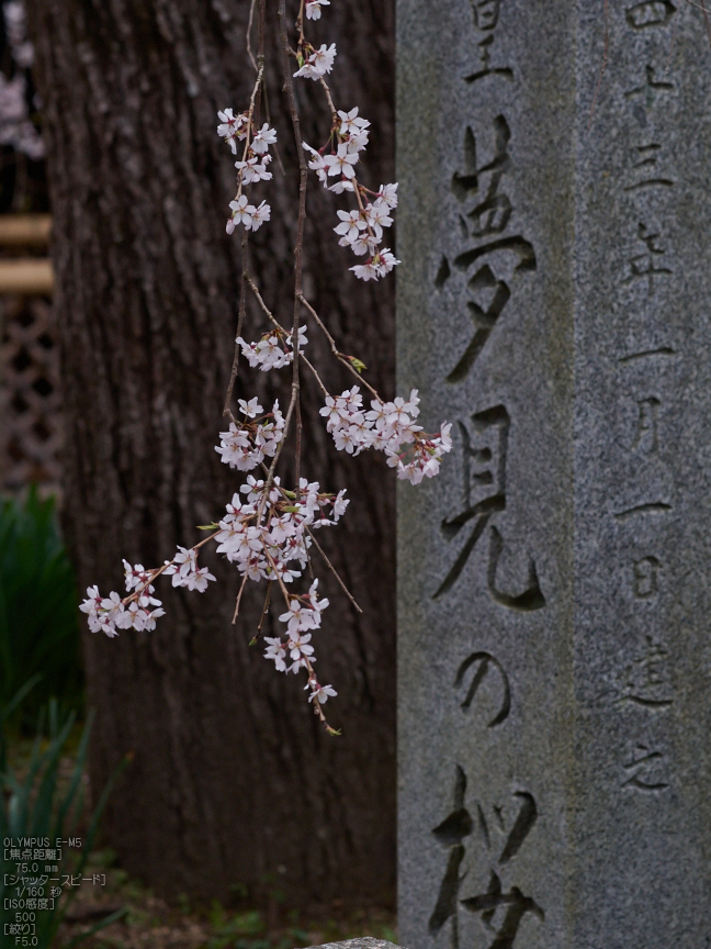 桜本坊（吉野山）_桜_2013yaotomi_8s.jpg