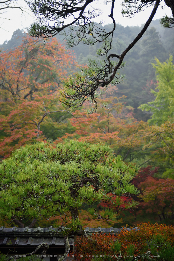 正暦寺,紅葉(DSC_0181a,55mm,F2.8,D750)2014yaotomi.jpg