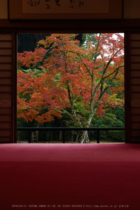 正暦寺,紅葉(DSC_0261,70mm,F8,D750)2014yaotomi.jpg