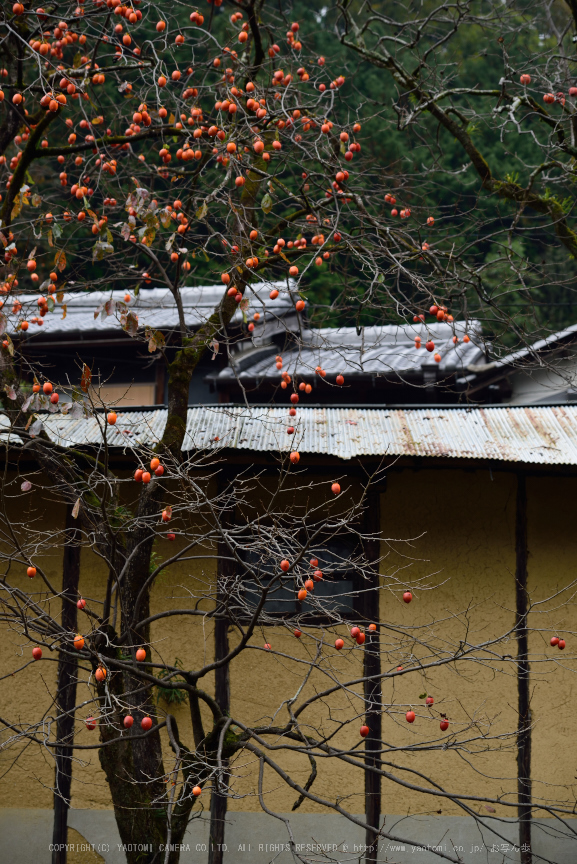 正暦寺,紅葉(DSC_0324,95mm,F4.5,D750)2014yaotomi.jpg