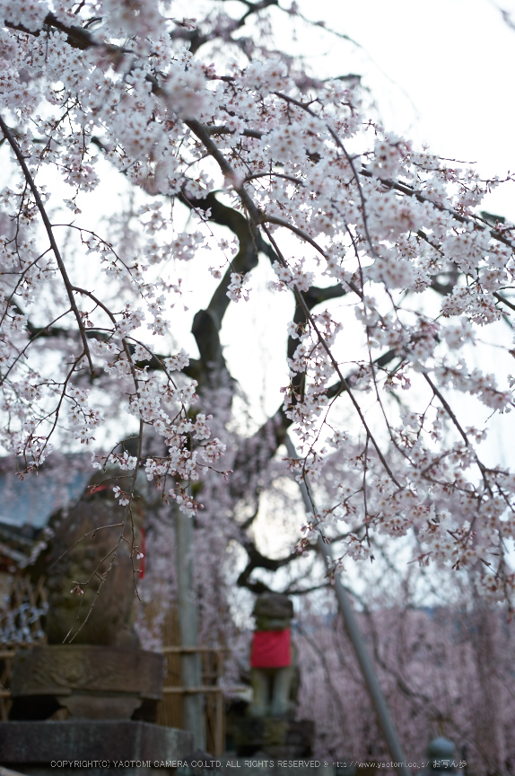 氷室神社,桜(PK3_0943,35 mm,2,K3)2015yaotomi.jpg