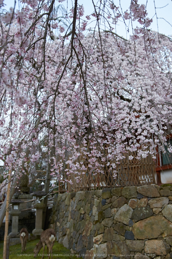 氷室神社,桜(PK3_0995,23 mm,2.2,K3)2015yaotomi.jpg