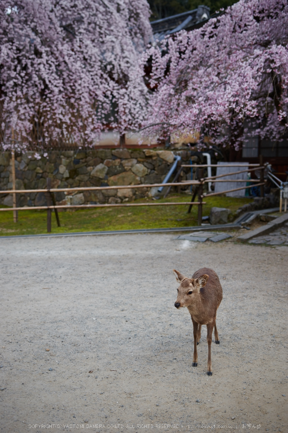 氷室神社,桜(PK3_1007,29 mm,2,K3)2015yaotomi.jpg