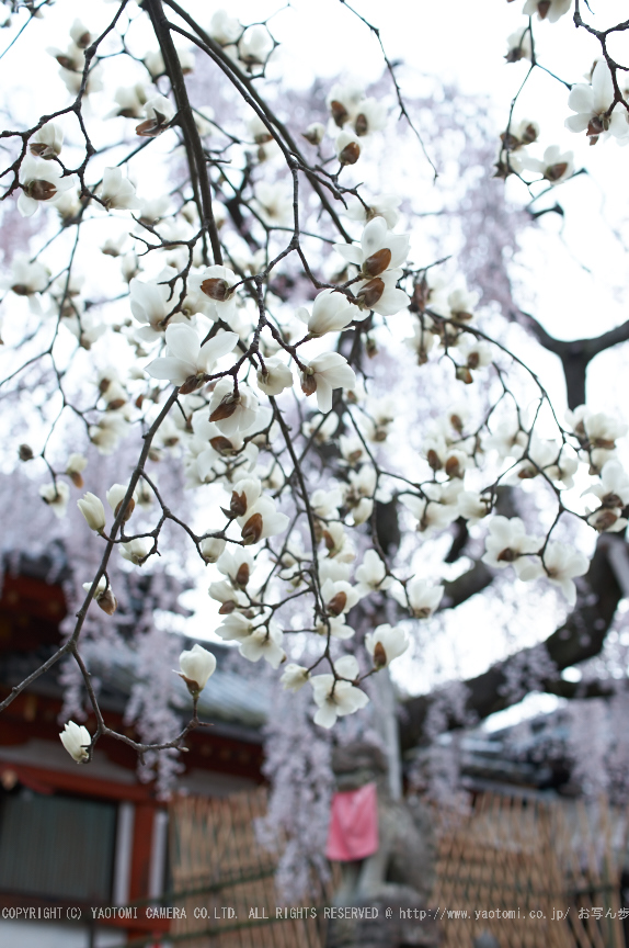 氷室神社,桜(PK3_7992,F2.2,30mm)2014yaotomi_.jpg