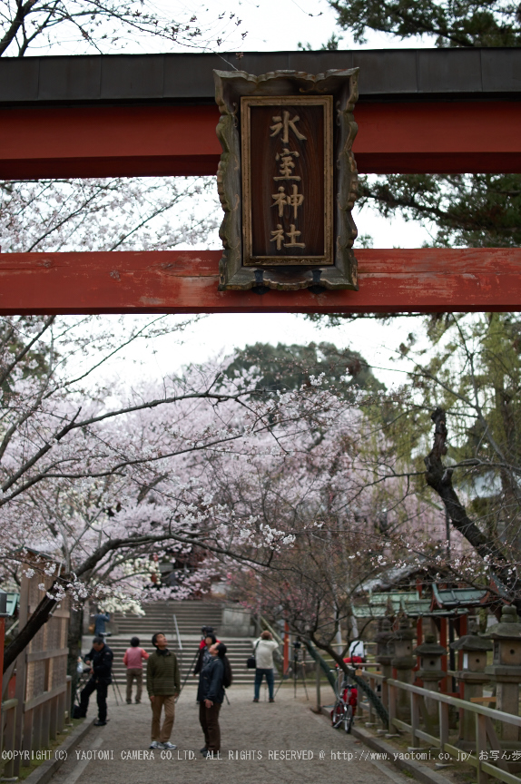 氷室神社,桜(PK3_7998,F1.6,30mm)2014yaotomi_.jpg