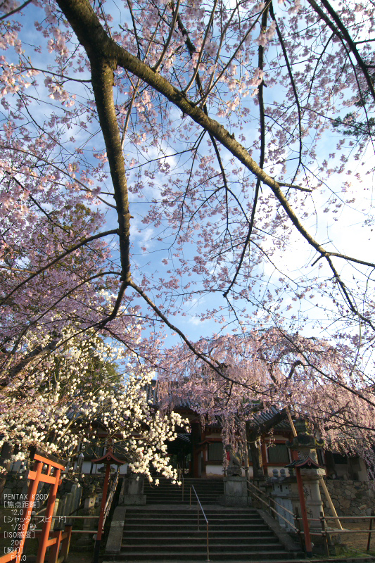 氷室神社_しだれ桜_2012_yaotomi_12a.jpg