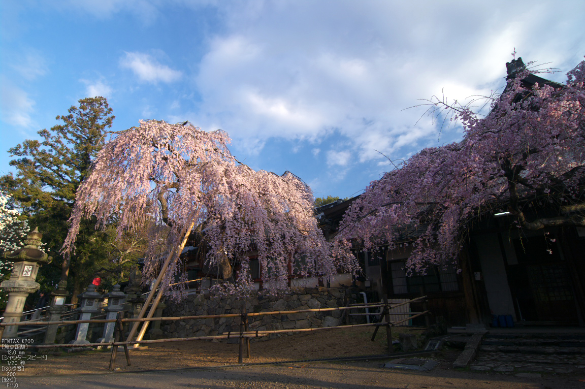 http://www.yaotomi.co.jp/blog/walk/%E6%B0%B7%E5%AE%A4%E7%A5%9E%E7%A4%BE_%E3%81%97%E3%81%A0%E3%82%8C%E6%A1%9C_2012_yaotomi_8.jpg