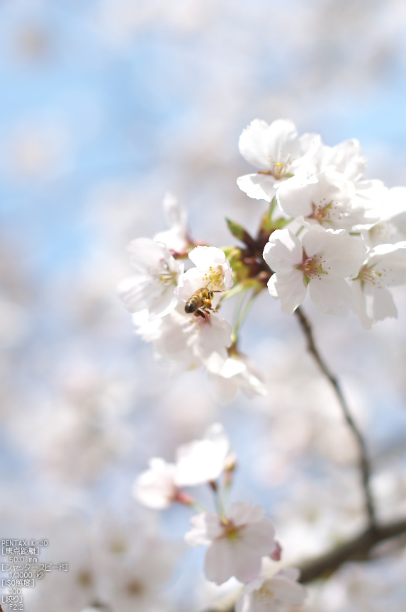 法輪寺_桜_2013yaotomi_11s.jpg