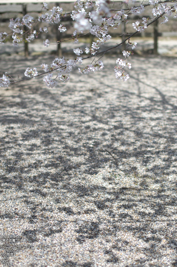 法輪寺_桜_2013yaotomi_12s.jpg