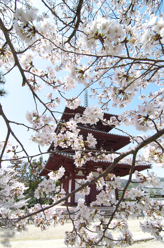 法輪寺_桜_2013yaotomi_3s.jpg